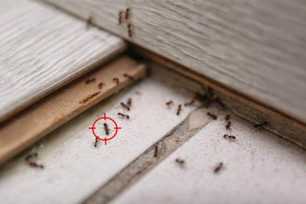 Best Affordable Pest Control Services  in Stamps, AR