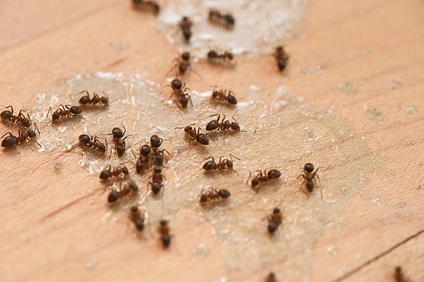 Best Local Pest Control Services  in Stamps, AR