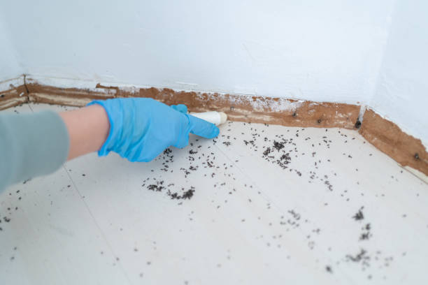 Best Pest Removal Services  in Stamps, AR